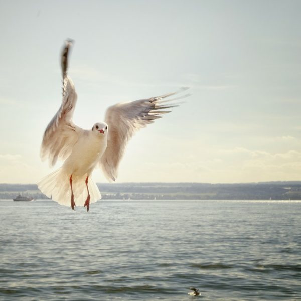 Birds can fly higher and higher